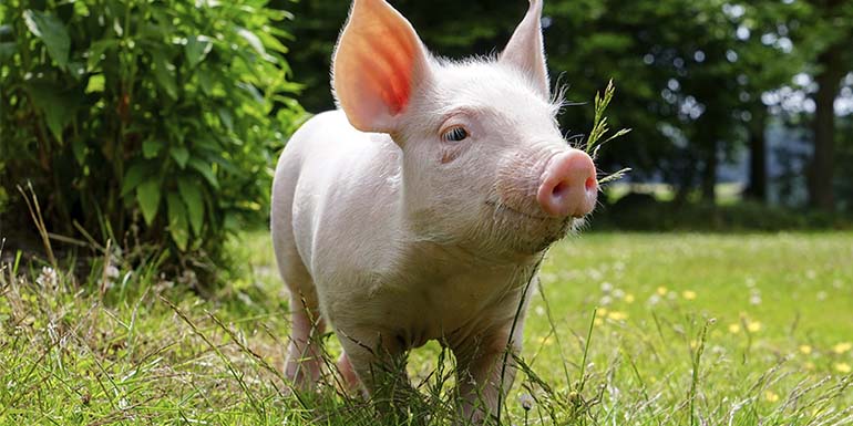 Как встретить 2019 год Свиньи?