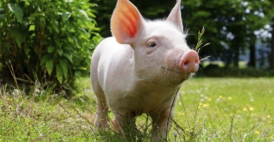 Как встретить 2019 год Свиньи?