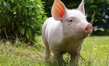 Как встретить 2019 год Свиньи?