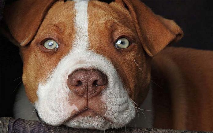 Характер людей родившихся в год собаки - Детальный разбор