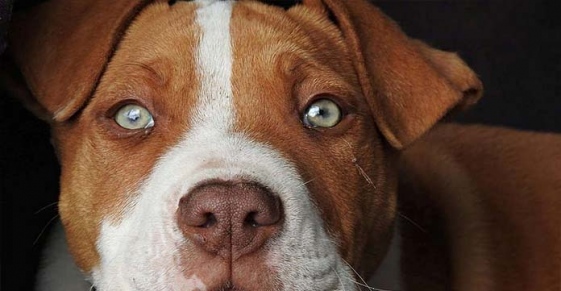 Характер людей родившихся в год собаки - Детальный разбор