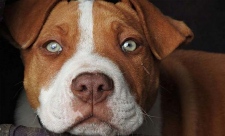 Характер людей родившихся в год собаки - Детальный разбор