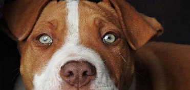 Характер людей родившихся в год собаки - Детальный разбор